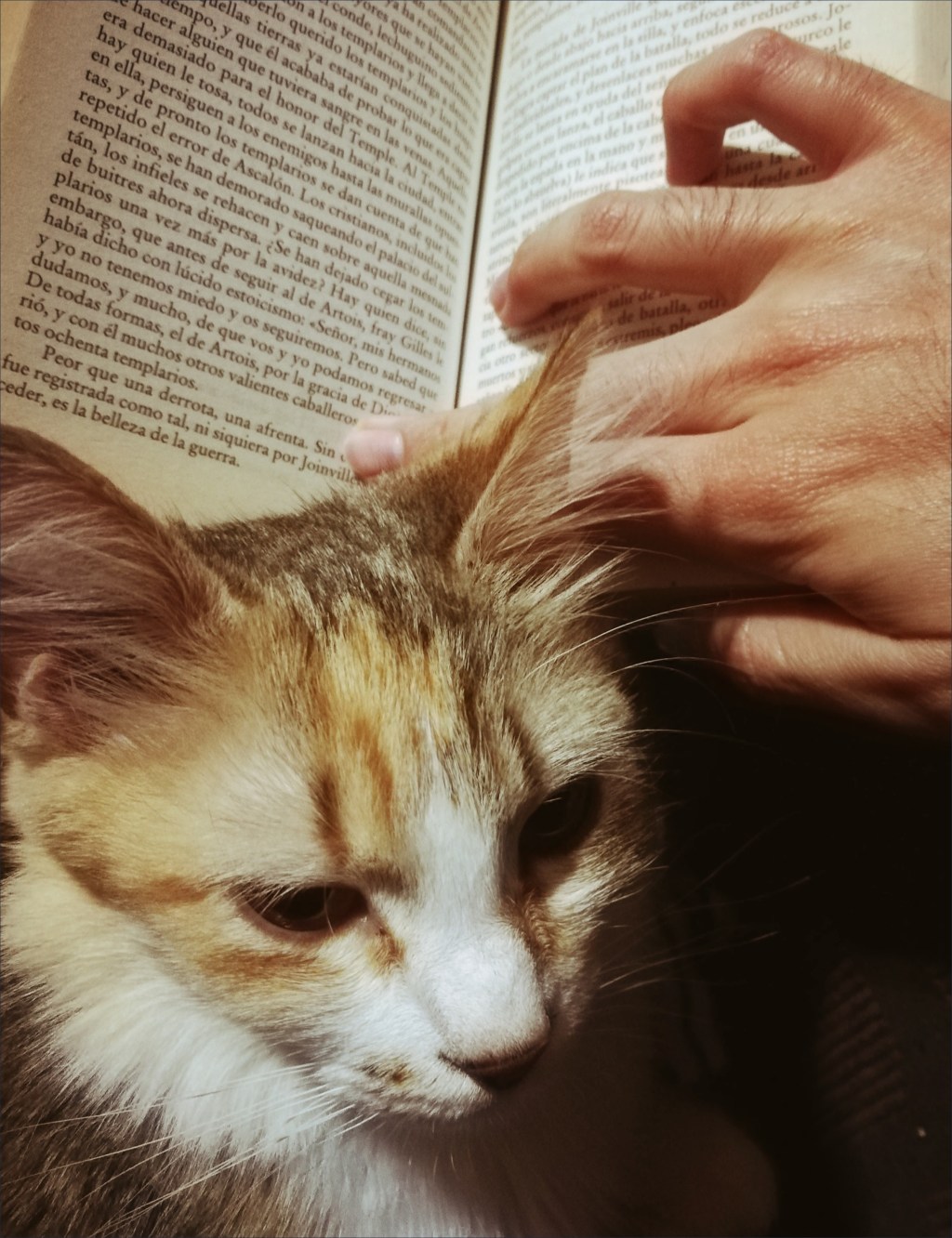 Anotaciones, esquinas dobladas y restos de otras vidas en los libros&nbsp;adoptados