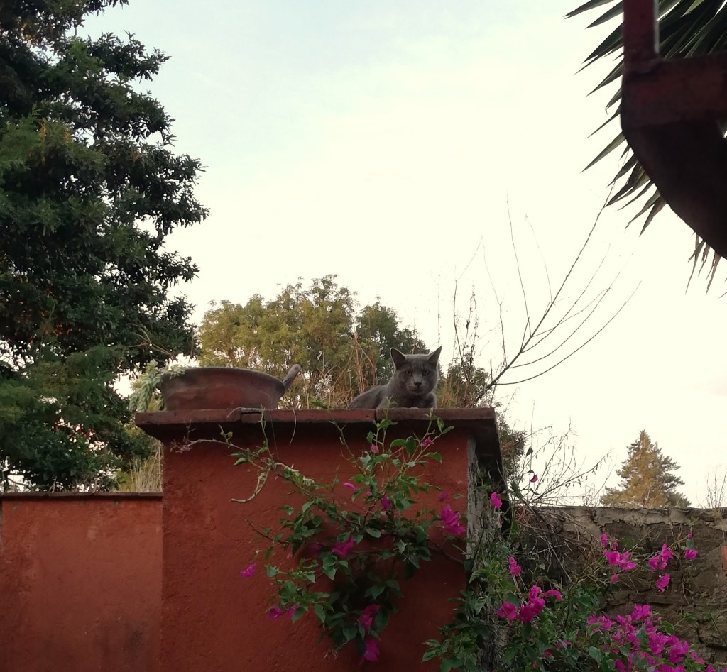 Gatos de otoño y mandarinas en el&nbsp;jardín